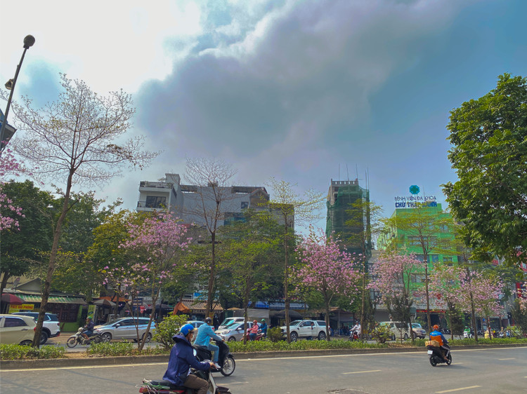 Hoa ban rừng có 2 màu đặc trưng là tím và trắng, loài hoa mỏng manh có mùi hương nhẹ khiến bao người mê hoặc.