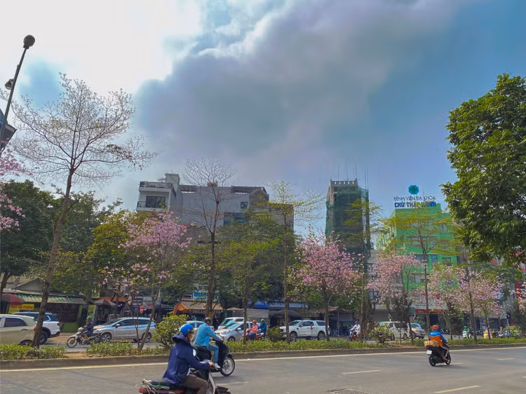 Hoa ban rừng có 2 màu đặc trưng là tím và trắng, loài hoa mỏng manh có mùi hương nhẹ khiến bao người mê hoặc.