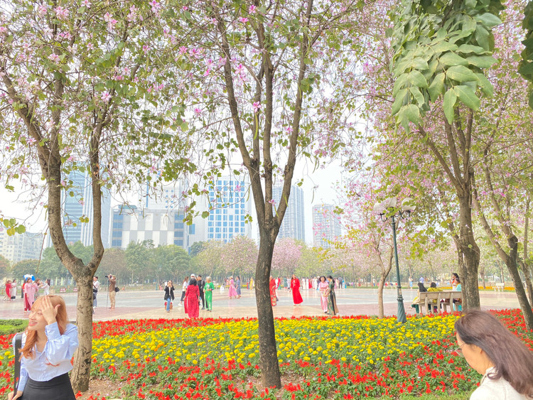 Sắc tím hoa ban xung quanh bùng binh ở trung tâm hút mọi người đến tham quan.