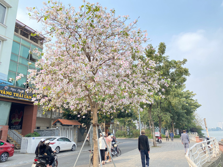 Đường Trích Sài ven hồ Tây khung cảnh yên bình.