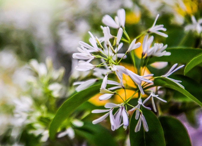 Hoa tỏa mùi thơm nhàn nhạt đặc trưng. Cánh hoa mảnh mai, thường là bốn cánh. Mỗi cơn gió nhẹ thổi qua khiến nó tung bay như tuyết.