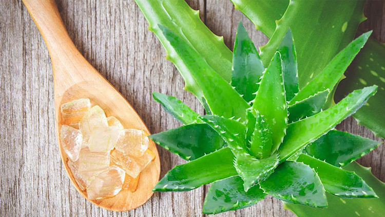 Mặc dù được biết đến với khả năng chữa bệnh, nhưng lô hội cũng góp phần giúp cho bạn có một giấc ngủ ngon. Cây tươi tốt tạo ra oxy vào ban đêm, không giống như các cây khác tạo ra oxy vào ban ngày. Khả năng độc đáo này sẽ giúp thanh lọc không khí và cải thiện giấc ngủ.