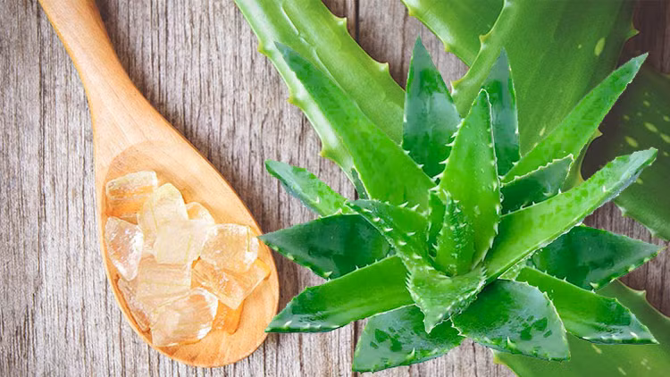 Mặc dù được biết đến với khả năng chữa bệnh, nhưng lô hội cũng góp phần giúp cho bạn có một giấc ngủ ngon. Cây tươi tốt tạo ra oxy vào ban đêm, không giống như các cây khác tạo ra oxy vào ban ngày. Khả năng độc đáo này sẽ giúp thanh lọc không khí và cải thiện giấc ngủ. Mặc dù được biết đến với khả năng chữa bệnh, nhưng lô hội cũng góp phần giúp cho bạn có một giấc ngủ ngon. Cây tươi tốt tạo ra oxy vào ban đêm, không giống như các cây khác tạo ra oxy vào ban ngày. Khả năng độc đáo này sẽ giúp thanh lọc không khí và cải thiện giấc ngủ.