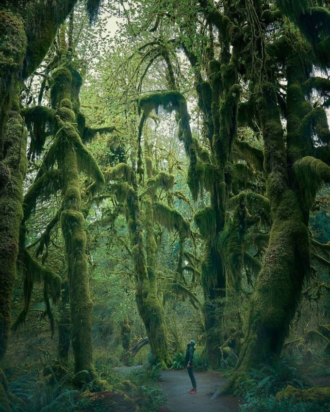 Khu rừng này thuộc Vườn quốc gia Olympic (Olympic National Park), được bảo vệ và không khai thác gỗ.