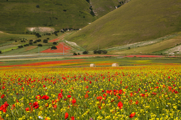 Vùng Umbria ở miền Trung Italy thường bị khách du lịch bỏ qua khi trên đường tìm đến Tuscany, nhưng đây lại là nơi có một trong những điểm ngắm hoa dại mùa xuân ngoạn mục nhất châu Âu. Từ giữa tháng 5 đến giữa tháng 7, tại trung tâm của dãy núi Sibillini, ngôi làng Castelluccio sẽ rực rỡ sắc màu với đa dạng các loài hoa dại bung nở. Ảnh: Italy Magazine