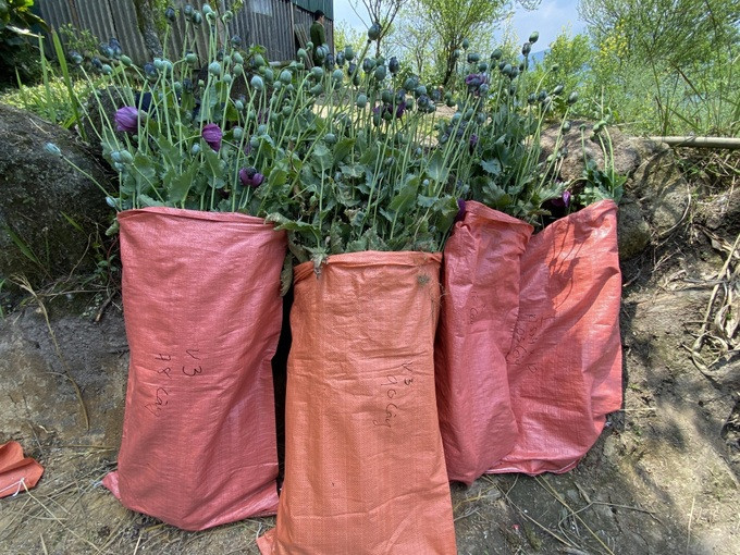 Tang vật cây thuốc phiện trồng trái phép trong vườn nhà Má Thị Phính bị phát hiện, thu giữ (Ảnh: Trung tâm VHTTTT Sa Pa).