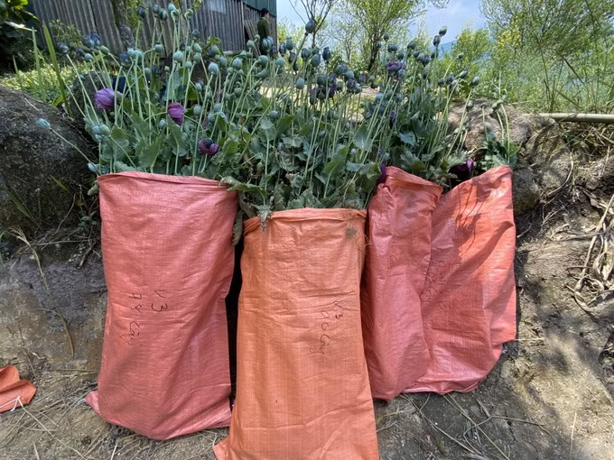 Tang vật cây thuốc phiện trồng trái phép trong vườn nhà Má Thị Phính bị phát hiện, thu giữ (Ảnh: Trung tâm VHTTTT Sa Pa).