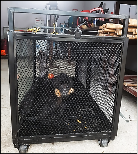 Loài vượn đen má hung trong phân loại bảo vệ được xác định là động vật rừng thuộc danh mục loài nguy cấp, quý, hiếm nhóm IB nghị định số 84 của Chính phủ. Loài vượn đen má hung trong phân loại bảo vệ được xác định là động vật rừng thuộc danh mục loài nguy cấp, quý, hiếm nhóm IB nghị định số 84 của Chính phủ.