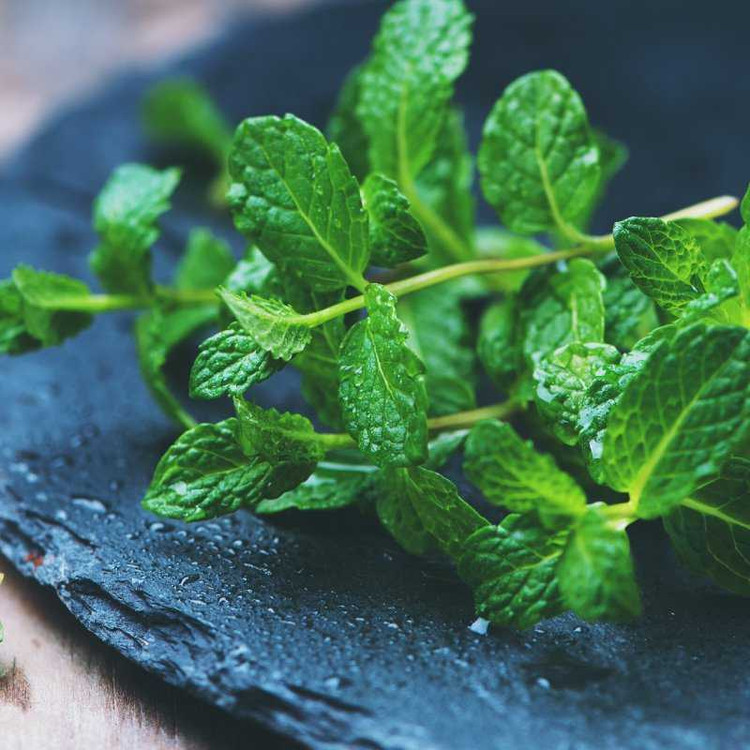 Trong rau húng lủi có chứa rất nhiều các hoạt chất limonene, dihydrocarvone và cineol (Nguồn: glitterandgluttony.com) Trong rau húng lủi có chứa rất nhiều các hoạt chất limonene, dihydrocarvone và cineol (Nguồn: glitterandgluttony.com)