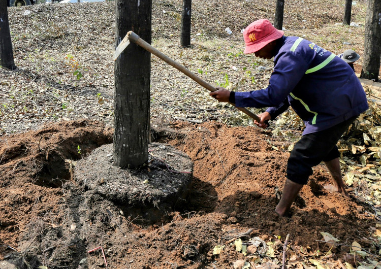 Cụ thể, tại dự án này có 1.081 cây xanh sẽ được di dời và 287 cây phải đốn hạ. Những cây này thuộc giống bàng Đài Loan, sọ khỉ, lim xanh, giáng hương… tuổi từ vài năm đến hơn 20 năm. Ảnh:baolaodong.