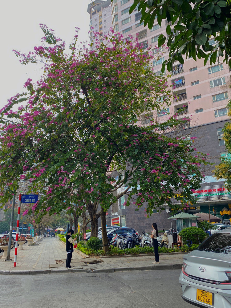 Chỉ cần đứng dưới gốc hoa là đã có những bức ảnh tuyệt đẹp.