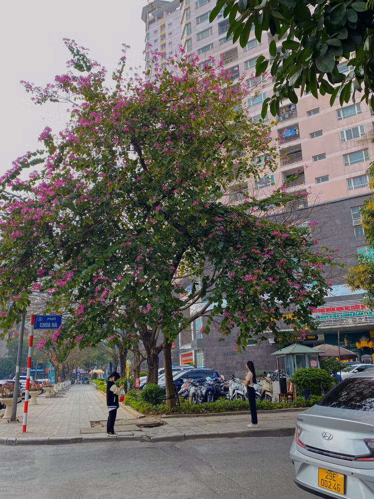 Chỉ cần đứng dưới gốc hoa là đã có những bức ảnh tuyệt đẹp.