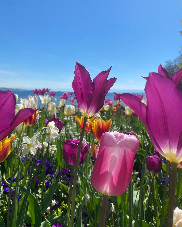 Đảo hoa Mainau là một vườn thực vật ở hồ Constance, phía tây nam nước Đức. Mở cửa quanh năm, hòn đảo là nơi sinh sống của hàng nghìn loài bướm và hàng nghìn giống hoa đặc biệt. Với hơn 1.200 loài hoa hồng, 500 loài hoa tulip, 250 loài thược dược, 200 loại đỗ quyên và rất nhiều loại hoa khác, nơi đây như một cuộc triển lãm đầy màu sắc, sống động và rực rỡ quanh năm. Ảnh: @inselmainau.