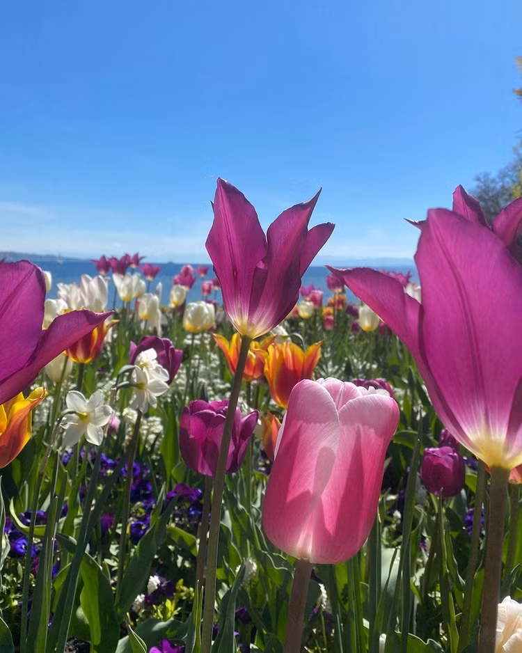 Đảo hoa Mainau là một vườn thực vật ở hồ Constance, phía tây nam nước Đức. Mở cửa quanh năm, hòn đảo là nơi sinh sống của hàng nghìn loài bướm và hàng nghìn giống hoa đặc biệt. Với hơn 1.200 loài hoa hồng, 500 loài hoa tulip, 250 loài thược dược, 200 loại đỗ quyên và rất nhiều loại hoa khác, nơi đây như một cuộc triển lãm đầy màu sắc, sống động và rực rỡ quanh năm. Ảnh: @inselmainau.