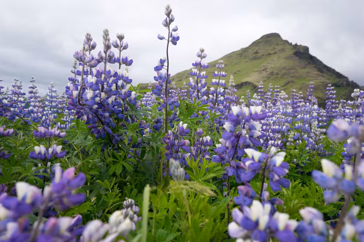 Cánh đồng hoa lupin tím có thể được tìm thấy trên khắp đất nước, nhưng du khách nên lựa chọn đến thác Skogafoss hoặc làng Vik để có cơ hội tìm thấy những khung cảnh đẹp như tranh vẽ. Ảnh: hakaimagazine