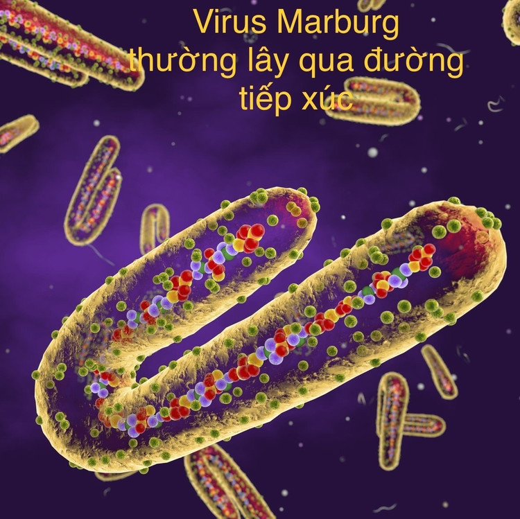 Hình ảnh minh họa mô phỏng virus Marburg. - Ảnh đồ họa: Hương Giang