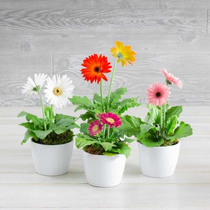 Hoa cúc đồng tiền không chỉ tôn phòng ngủ của bạn bằng những bông hoa rực rỡ, mà chúng còn làm tăng nồng độ oxy trong phòng vào ban đêm, giúp bạn có một đêm ngon giấc. Ngoài ra, loài hoa này cũng giúp làm sạch không khí. Mặc dù hoa đồng tiền cần sự chăm sóc tỉ mỉ, cần đủ ánh sáng mặt trời và tưới nước đúng cách, nhưng nếu bạn nỗ lực thì hiệu quả nhận lại sẽ được đền đáp.