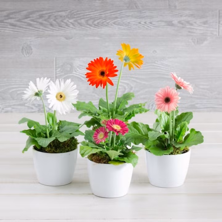 Hoa cúc đồng tiền không chỉ tôn phòng ngủ của bạn bằng những bông hoa rực rỡ, mà chúng còn làm tăng nồng độ oxy trong phòng vào ban đêm, giúp bạn có một đêm ngon giấc. Ngoài ra, loài hoa này cũng giúp làm sạch không khí. Mặc dù hoa đồng tiền cần sự chăm sóc tỉ mỉ, cần đủ ánh sáng mặt trời và tưới nước đúng cách, nhưng nếu bạn nỗ lực thì hiệu quả nhận lại sẽ được đền đáp. Hoa cúc đồng tiền không chỉ tôn phòng ngủ của bạn bằng những bông hoa rực rỡ, mà chúng còn làm tăng nồng độ oxy trong phòng vào ban đêm, giúp bạn có một đêm ngon giấc. Ngoài ra, loài hoa này cũng giúp làm sạch không khí. Mặc dù hoa đồng tiền cần sự chăm sóc tỉ mỉ, cần đủ ánh sáng mặt trời và tưới nước đúng cách, nhưng nếu bạn nỗ lực thì hiệu quả nhận lại sẽ được đền đáp.