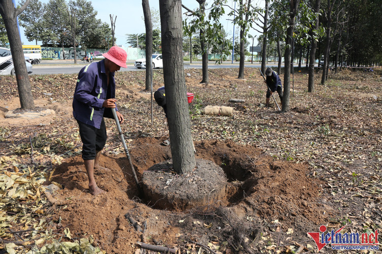 Công nhân đào vòng tròn lớn quanh gốc cây trước khi bứng, công đoạn được triển khai tỉ mỉ. Ảnh: vietnamnet.