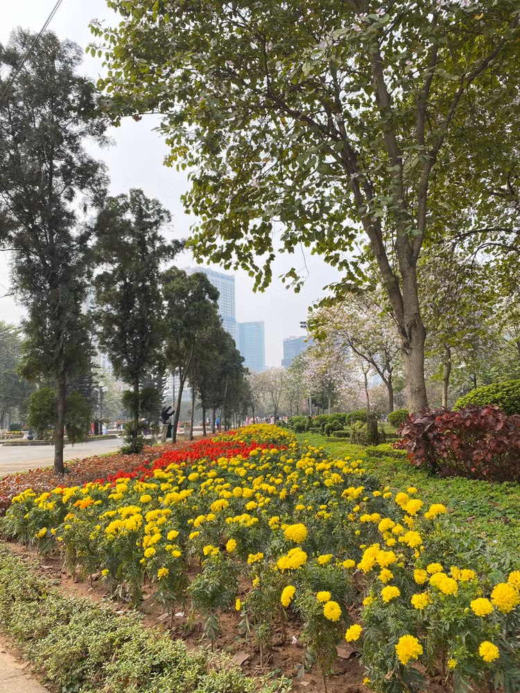 Những ngày này, tại các công viên Cầu Giấy khung cảnh sắc xuân tuyệt đẹp khiến nhiều người nô nức kéo đến chụp ảnh.