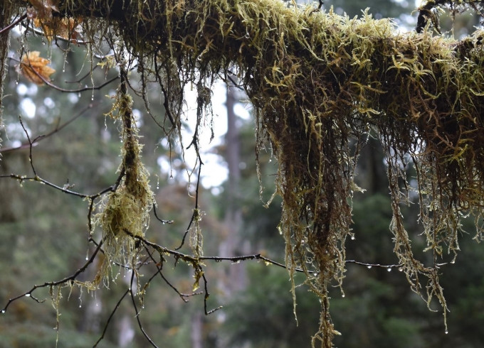 Hall of Mosses Trail là đường trekking phủ đầy rêu, bắt đầu gần quầy Trung tâm Du khách, dài khoảng 1,8 km, rất dễ đi nên phù hợp mọi lứa tuổi. Rêu mọc đầy hai bên đường khiến du khách thích thú, cảm giác như lạc vào thế giới thần tiên. Ảnh: irenicsm