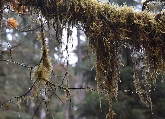 Hall of Mosses Trail là đường trekking phủ đầy rêu, bắt đầu gần quầy Trung tâm Du khách, dài khoảng 1,8 km, rất dễ đi nên phù hợp mọi lứa tuổi. Rêu mọc đầy hai bên đường khiến du khách thích thú, cảm giác như lạc vào thế giới thần tiên. Ảnh: irenicsm