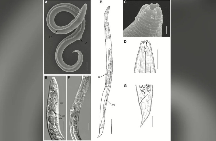 Con giun được tìm thấy trong lớp băng vĩnh cửu ở Siberia, Nga. Nguồn: Shatilovich và cộng sự.