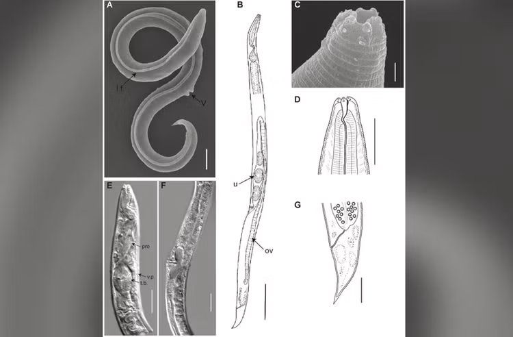 Con giun được tìm thấy trong lớp băng vĩnh cửu ở Siberia, Nga. Nguồn: Shatilovich và cộng sự.