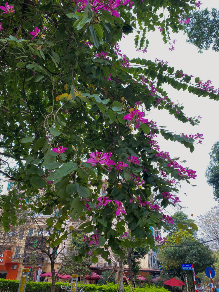 Tại thủ đô Hà Nội có nhiều tuyến đường hoa ban đã bung nở khoe sắc - Ảnh: T.Huy