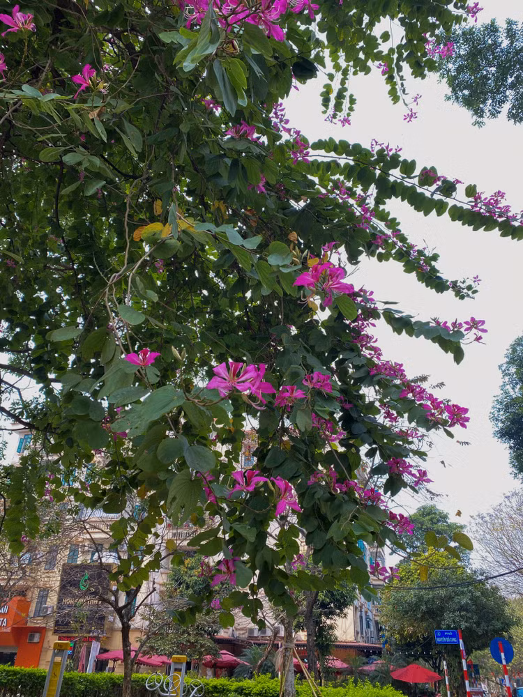 Tại thủ đô Hà Nội có nhiều tuyến đường hoa ban đã bung nở khoe sắc - Ảnh: T.Huy