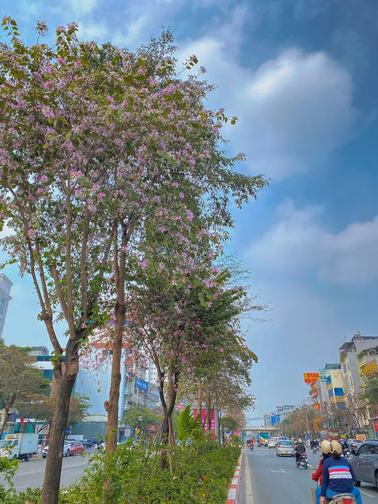 Đường Văn Cao ngập tràn sắc hoa, tô điểm thêm cho vẻ đẹp yên bình của Thủ Đô. Ảnh: T.Huy