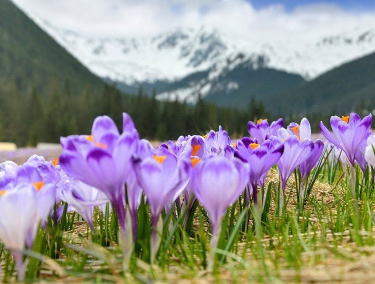 Chỉ với chuyến đi ngắn trong ngày từ Krakow đến Zakopane, du khách như tìm thấy một lối thoát tuyệt đẹp vào thế giới thơ mộng của thiên nhiên. Nằm giữa dãy núi Tatra, những con đường đi của thị trấn luôn rợp bóng hoa nghệ tây tím vào mùa xuân, với phía sau là những đỉnh núi phủ tuyết trắng. Ảnh: @zakopane_travel.