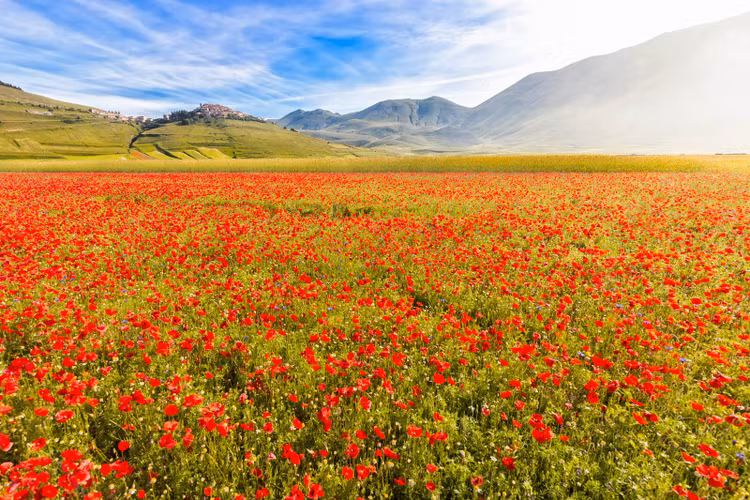 Cánh đồng hoa đầy ấn tượng này, hay còn được gọi là Fiorita hoặc "Mùa hoa nở của Castelluccio di Norcia", là một vùng đồng bằng được bao phủ bởi hoa cải vàng và hoa ngô xanh. Hoa thủy tiên vàng, hoa violet, hoa mao lương và nhiều loại hoa khác cũng góp phần tạo nên bức tranh rực rỡ và sống động.