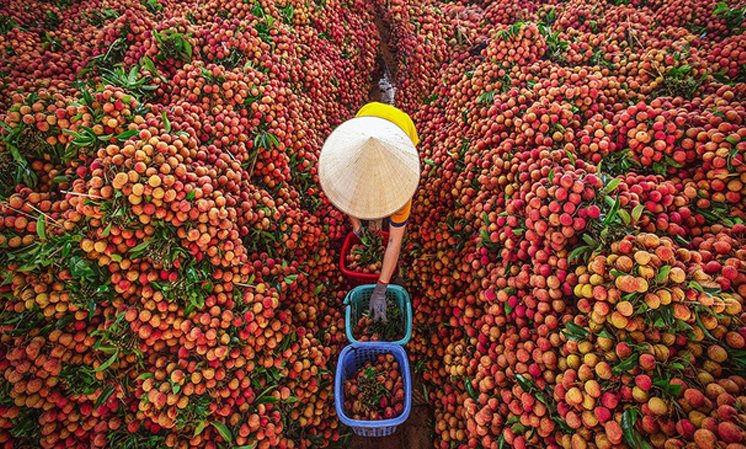 Vải thiều Bắc Giang vào mùa thu hoạch. (Nguồn: Cổng thông tin điện tử Bắc Giang).