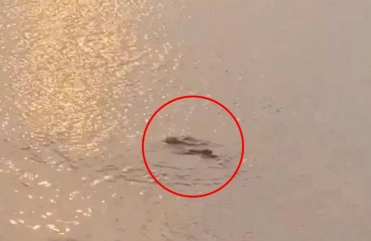 Hà Nội: Thực hư thông tin vụ cá sấu xuất hiện ở hồ Tây ảnh 1