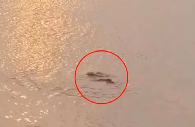 Hà Nội: Thực hư thông tin vụ cá sấu xuất hiện ở hồ Tây ảnh 1