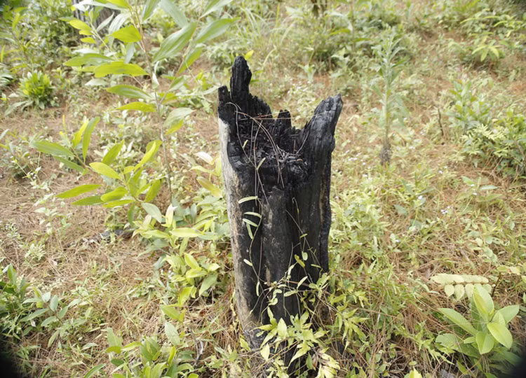 Hàng trăm cây thông ở Quảng Nam bị kẻ xấu khoan lỗ, đổ hóa chất đầu độc ảnh 4