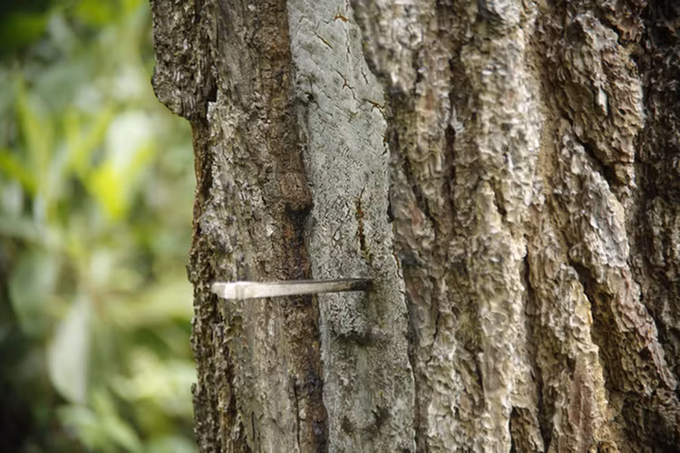 Hàng trăm cây thông ở Quảng Nam bị kẻ xấu khoan lỗ, đổ hóa chất đầu độc ảnh 9