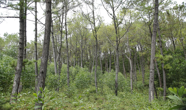 Hàng trăm cây thông ở Quảng Nam bị kẻ xấu khoan lỗ, đổ hóa chất đầu độc ảnh 7