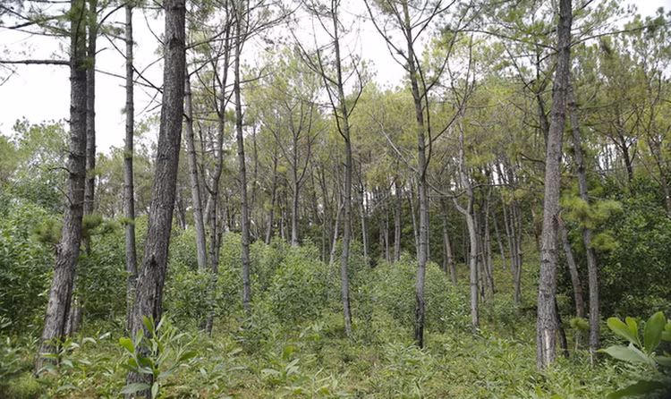 Hàng trăm cây thông ở Quảng Nam bị kẻ xấu khoan lỗ, đổ hóa chất đầu độc ảnh 7