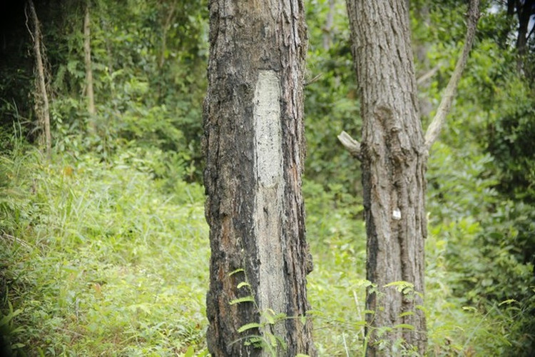 Hàng trăm cây thông ở Quảng Nam bị kẻ xấu khoan lỗ, đổ hóa chất đầu độc ảnh 10