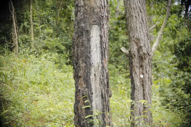 Hàng trăm cây thông ở Quảng Nam bị kẻ xấu khoan lỗ, đổ hóa chất đầu độc ảnh 10