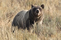 Gấu tấn công giáo viên và học sinh ở Canada, nhiều người bị thương