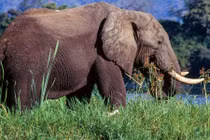 Đang đi dạo, hai nữ du khách bị voi tấn công tử vong