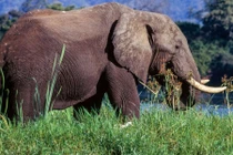 Đang đi dạo, hai nữ du khách bị voi tấn công tử vong