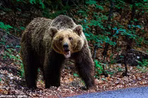 Đang hái quả, người phụ nữ bị gấu tấn công tử vong