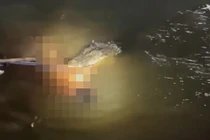 Đang tắm dưới sông, người đàn ông bị cá sấu tấn công tử vong