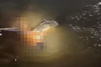 Đang tắm dưới sông, người đàn ông bị cá sấu tấn công tử vong