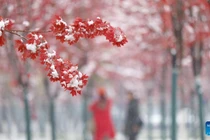 Hình ảnh tuyết rơi trắng xóa ở thành phố Cáp Nhĩ Tân