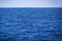 Chìm thuyền ngoài khơi Libya, nhiều người di cư thiệt mạng và mất tích